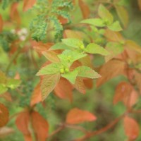 <i>Croton hirtus</i>  L'H  r.